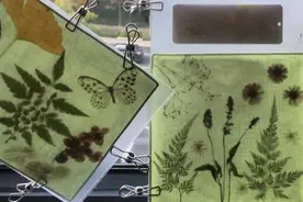 蓝晒晓得伐？这堂课让你了解这种传统工艺图片