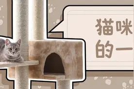 你不在家的时候，猫咪的一天都是怎么过的？图片
