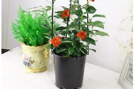 比淘米水还要好的肥料，制作特别简单，让植物蹭蹭长图片