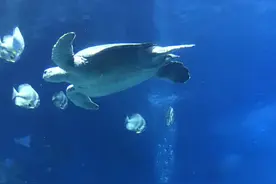 珠海长隆海洋馆大海龟Sea Turtle图片