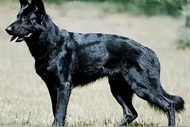 取代德国牧羊犬，成为下一任“犬中之王”？非马犬莫属图片