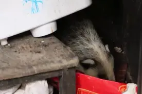 深夜，安康一女子听到屋外有异响，推开门后发现一条“像狗一样”的“怪物”图片