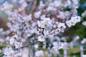 待到春花烂漫时 她在丛中笑图片
