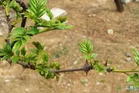 花椒芽烙饼做法，看着都眼馋图片