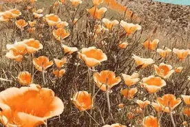 一座彩虹桥图片