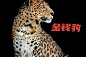 金钱豹的杀伤力与自救措施图片