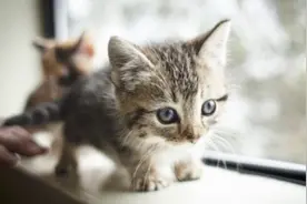 猫咪如何训练？握手、取东西，各种指令游刃有余，原因是这样的！