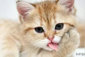 吐舌头的可爱小猫图片