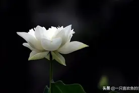 所有的相遇不是恩赐就是劫，因为若无相欠又怎会相见图片