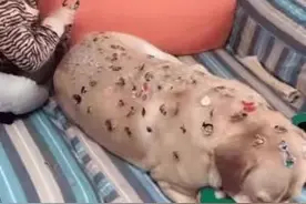 妈妈出去买菜, 孩子跟狗狗独处, 回家看到狗狗忍痛的模样让人心疼图片