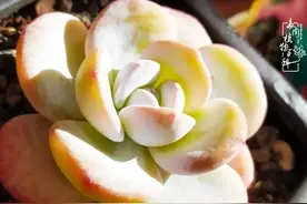 爱上多肉：何须浅碧轻红，自是花中一流图片