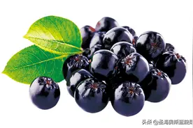 素有花青素之王美称的不老莓，为什么能够风靡欧美？图片