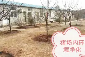 夏季猪病易发怎么办？栏舍卫生、防暑降温是常态，饲养保健是关键图片