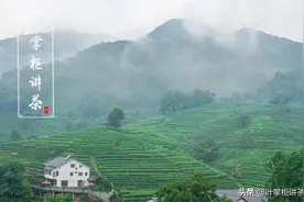 一文让你了解西湖龙井是什么茶？怎么辨别保存？以及注意事项？图片