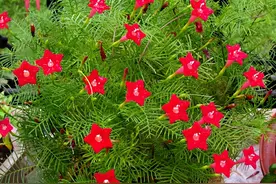 有8种花，一开就是100天，家里养几盆，一年四季赏花不停图片