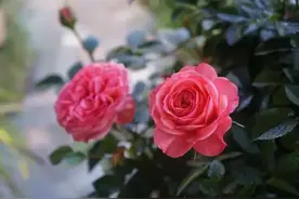 月季小苗怎样才能快速爆笋，开成花球？图片