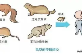 一文读懂鼠疫相关知识图片
