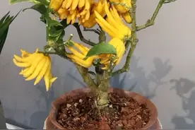 阳台和院子养花，不妨养盆它，既能观花也能观果，关键还有芳香味图片