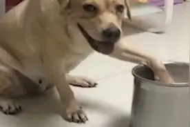 狗狗饿了，疯狂暗示主人给它盛狗粮，主人假装不知道，狗狗急的啊图片