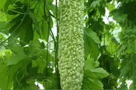 高湿多雨苦瓜叶片易长白斑，严重影响产量，4项措施防治效果好图片