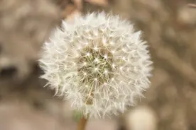 蒲公英能杀死98%癌细胞、消结节？是真的吗？如何看待中药治癌？图片