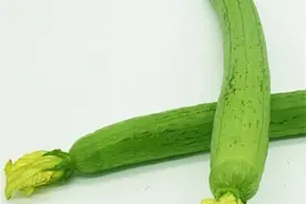 膳滋养｜老广爱吃的“水瓜”竟如此美味图片