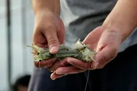 早安武汉 | 厄瓜多尔白虾又见阳性！放心，武汉早已下架，但为何出事的总是它图片