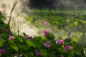 泰山美玉朗诵《生如夏花》I作者：泰戈尔图片