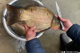6斤重！河南钓友捞到“鲫鱼王”：钓鱼多年，这样的大板鲫很少见图片