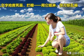 抢救死苗、烂根——用它喷淋，快刀斩乱麻图片