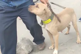 广西：狗太多养不起，大叔无奈卖比特犬，大叔：绝不卖给吃狗肉的图片