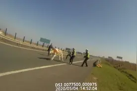 老牛高速“撒欢”，高速交警联合司机机智“缉拿”图片