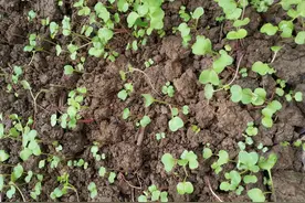 白菜小苗和萝卜小苗，别傻傻地分不清图片