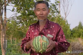 人鸟大战：农田驱鸟招数层出不穷，面粉也被农民朋友派上用场图片