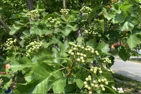 山楂花期，为啥有的山楂树只开花不结果呢？这5点可以帮助到你图片