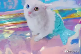 因为爱，瘫痪14年的猫咪一直在创造奇迹图片