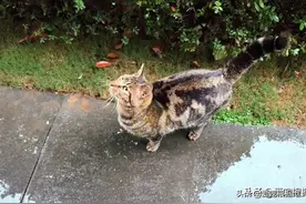 同伴被困空房子，流浪猫向人类求助，获救后它竟主动让出食物图片