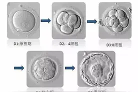 一分钟搞懂试管婴儿胚胎报告！图片