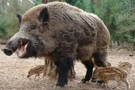 为什么要保护野猪？为什么野猪不在二级保护动物名录中保护？图片