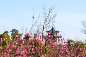 荠菜、春笋、马兰头....尝一口清新春鲜，把宣城的春天吃进胃里！图片