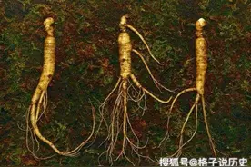 老一辈采参人的故事3图片