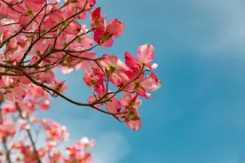 男人的“桃花运”，和金钱无关图片