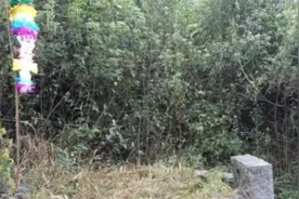 父亲去世，儿子去上坟，看见坟头乌鸦将它打死，隔天儿子下不了地图片