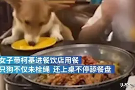云南一女子带柯基去餐馆吃饭，让狗狗上桌舔餐盘图片