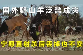 国外野山羊泛滥成灾，为何不捕捉出售，而是选择射杀？图片