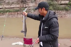 河北清漳河出现大量“鲟鱼”，钓友人均钓几十斤，不违法吗？图片