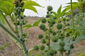 农村曾经随处可见的蓖麻，却是生化武器，这究竟是怎么回事呢？图片