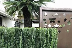 庭院景观设计：直立冬青打造绿植生态围墙图片