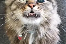 小哥网上晒猫被杠精质疑虐猫，只因猫咪有一颗黑曜石眼睛图片