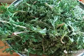爱吃野菜的晋南人，谁没个“吃春”食谱图片